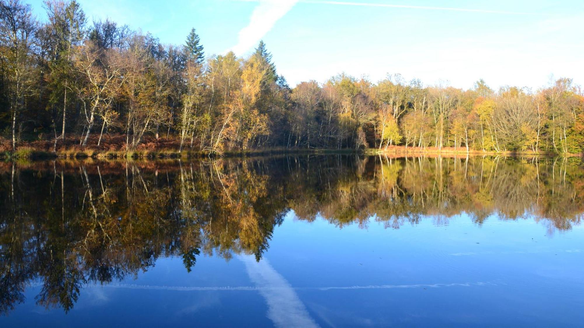 Chalet Des Aigrettes, Les 1000 Etangs La Voivre  외부 사진